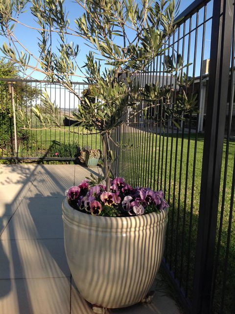 Amazing Views Pet Friendly Bed And Breakfast - Holiday Great Ocean Road 3