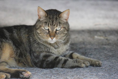 Avoca Park - Holiday Great Ocean Road 3