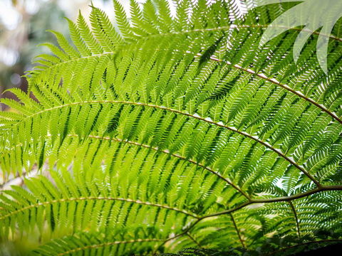 Bessou - Holiday Great Ocean Road 3