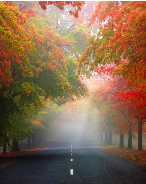 Wotama, Macedon B And B, Honour Ave, Mount Macedon - Holiday Great Ocean Road 3