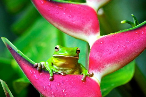 Cape Tribulation, Mossman Gorge, And Daintree Rainforest Premium Day Tour - Holiday Great Ocean Road 0