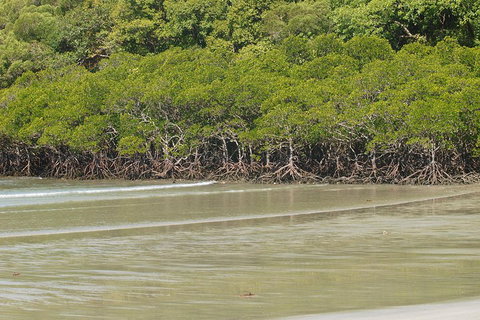 Cape Tribulation, Mossman Gorge, And Daintree Rainforest Premium Day Tour - Holiday Great Ocean Road 4