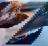 1.5-Hour Boat Rental in Melbourne - Holiday Great Ocean Road