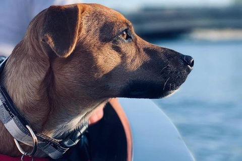 1.5-Hour Boat Rental In Melbourne - Holiday Great Ocean Road 0