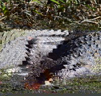 Full Day Tour in the Daintree - Holiday Great Ocean Road