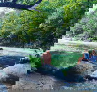 Afternoon Half-Day Daintree Rainforest and River Tour - Holiday Great Ocean Road