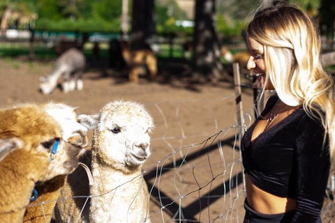 O'Reilly's & Lamington National Park Incl. Alpaca Farm + Vineyard - Holiday Great Ocean Road 3