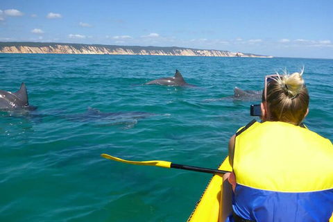 Kayak With Dolphins And 4WD Great Beach Drive Day Trip From Noosa - Holiday Great Ocean Road 1