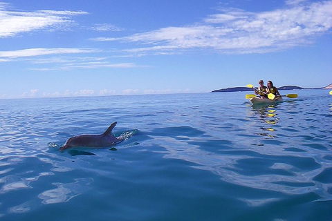 Kayak With Dolphins And 4WD Great Beach Drive Day Trip From Noosa - Holiday Great Ocean Road 2