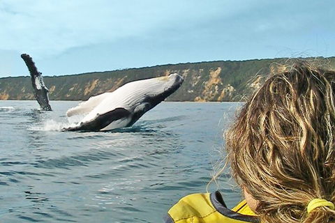 Kayak With Dolphins And 4WD Great Beach Drive Day Trip From Noosa - Holiday Great Ocean Road 3