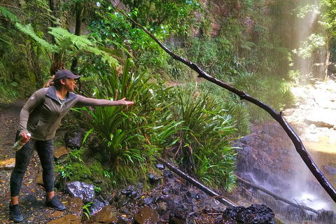 Rainforest & Waterfalls Extravaganza - Holiday Great Ocean Road 4