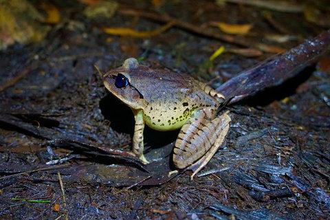 Glow Worms Private Tour - Nocturnal Rainforest Walk - Holiday Great Ocean Road 0
