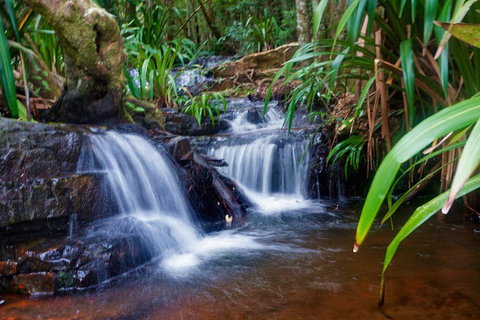 Glow Worms Private Tour - Nocturnal Rainforest Walk - Holiday Great Ocean Road 5