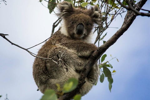 Phillip Island And French Island Wildlife Expedition - Holiday Great Ocean Road 3