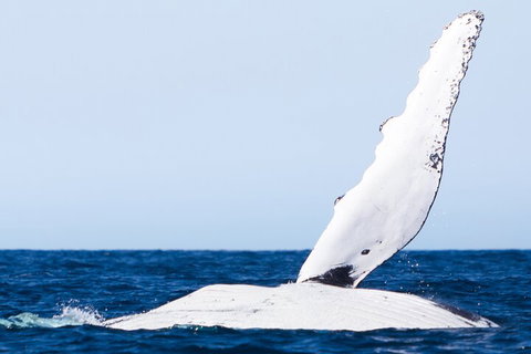 2-Hour Guided Whale Watching Tour At Noosa - Holiday Great Ocean Road 0
