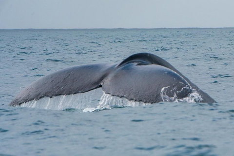2-Hour Guided Whale Watching Tour At Noosa - Holiday Great Ocean Road 1