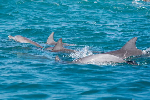 2-Hour Guided Whale Watching Tour At Noosa - Holiday Great Ocean Road 2