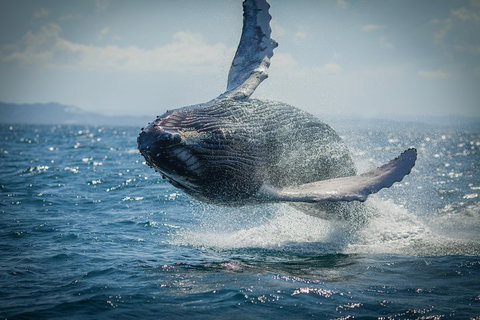 2-Hour Guided Whale Watching Tour At Noosa - Holiday Great Ocean Road 3