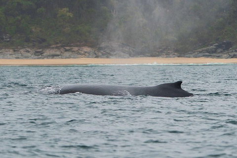 2-Hour Guided Whale Watching Tour At Noosa - Holiday Great Ocean Road 5