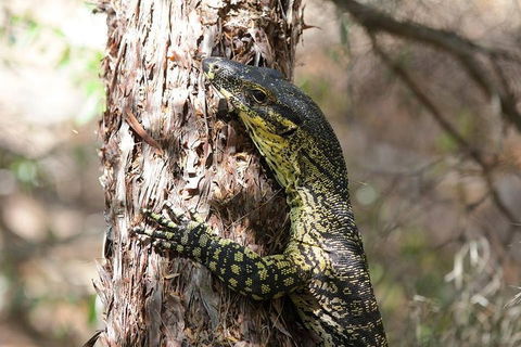 Byron Bay Hinterland Tour Including Rainforest Walk To Minyon Falls - Holiday Great Ocean Road 1