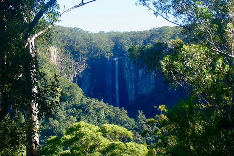 Byron Bay Hinterland Tour Including Rainforest Walk To Minyon Falls - Holiday Great Ocean Road 4