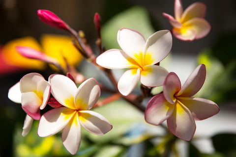 Byron Bay Combo: Hinterland Tour Including Minyon Falls And Kayaking With Dolphins - Holiday Great Ocean Road 1