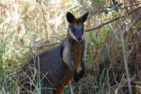 Byron Bay Combo: Hinterland Tour Including Minyon Falls And Kayaking With Dolphins - Holiday Great Ocean Road 2
