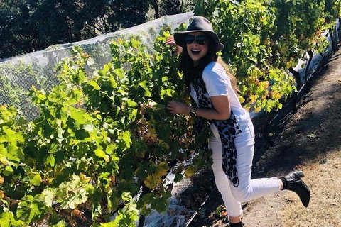 Valleys Of Vino Tour - Holiday Great Ocean Road 3
