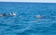 Noosa Wild Dolphin Safari - thumb 4