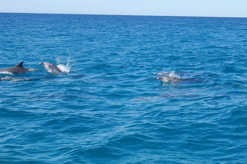 Noosa Wild Dolphin Safari - Holiday Great Ocean Road 4