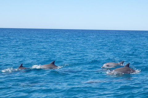 Noosa Wild Dolphin Safari - Holiday Great Ocean Road 5