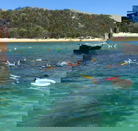 All Inclusive Dolphin and Tangalooma Wrecks Cruise - Holiday Great Ocean Road