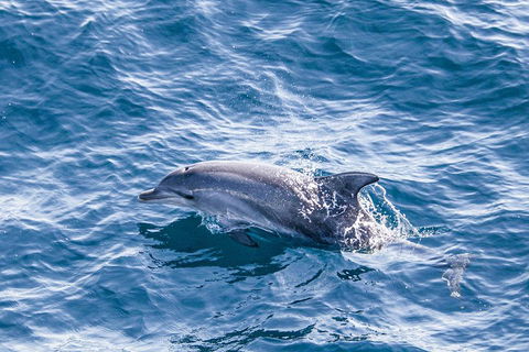 All Inclusive Dolphin And Tangalooma Wrecks Cruise - Holiday Great Ocean Road 1