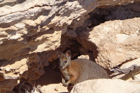 Shipwreck Special Full Day Tour Of The Abrolhos Islands - Holiday Great Ocean Road 4