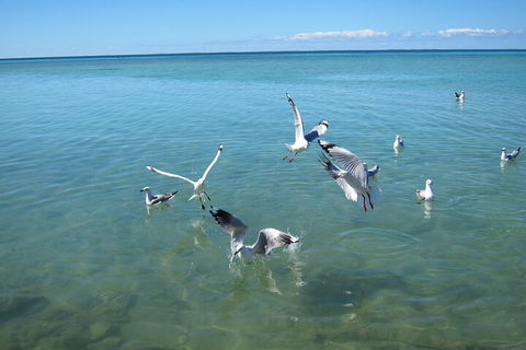 Pink Lake + Abrolhos Islands Nature Tour - Holiday Great Ocean Road 5
