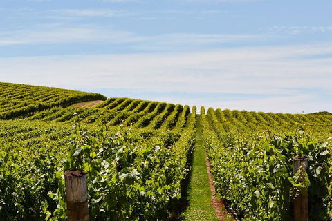 West Tamar Wine Tour - Holiday Great Ocean Road 2