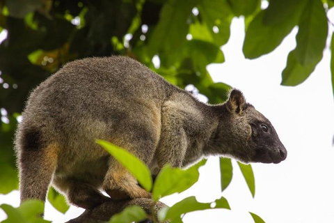 Cairns & Port Douglas All-Inclusive 7 Days Touring Package - Holiday Great Ocean Road 3