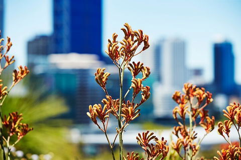 Best Of Perth Wildflower Season Day Trip - Holiday Great Ocean Road 4