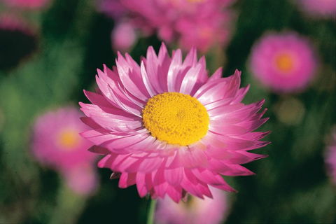 Best Of Perth Wildflower Season Day Trip - Holiday Great Ocean Road 5