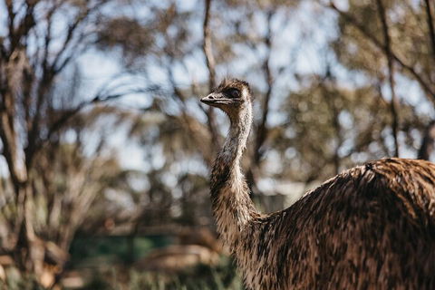 Wave Rock, York, Wildflowers, And Aboriginal Cultural Day Tour From Perth - Holiday Great Ocean Road 4