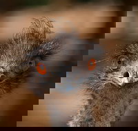 Currumbin Wildlife Sanctuary General Entry Ticket - Holiday Great Ocean Road