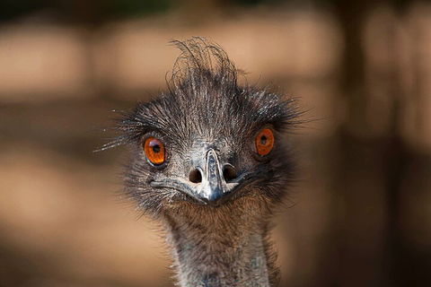 Currumbin Wildlife Sanctuary General Entry Ticket - Holiday Great Ocean Road 0