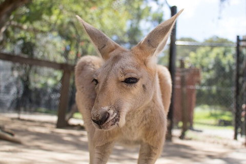 Currumbin Wildlife Sanctuary General Entry Ticket - Holiday Great Ocean Road 2