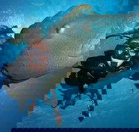 Great Barrier Reef Snorkeling and Diving Cruise from Cairns - Holiday Great Ocean Road