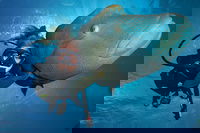 Book Viator Accommodation Vacations Holiday Great Ocean Road Holiday Great Ocean Road