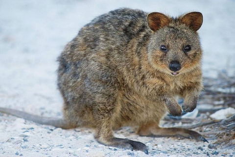 Rottnest Island Bayseeker Day Trip From Perth - Holiday Great Ocean Road 2