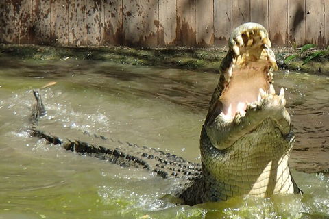 Hartley's Crocodile Adventures Day Trip From Palm Cove - Holiday Great Ocean Road 3