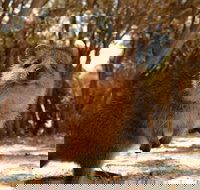 Pinnacles  Rottnest Island Scenic Air  Ground Tour - Holiday Great Ocean Road