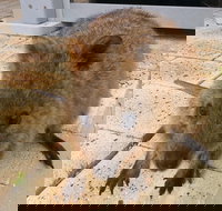 Wave Rock Pinnacles and Rottnest One Day Aeroplane Tour - Holiday Great Ocean Road