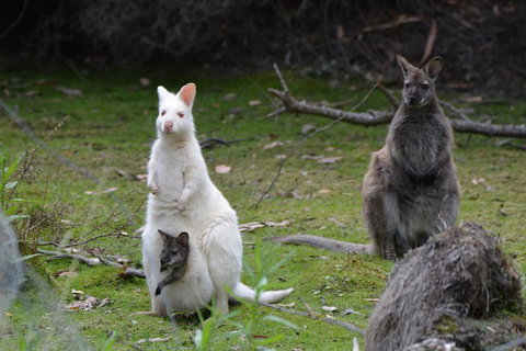 Full-Day Guided Bruny Island Tour From Hobart - Holiday Great Ocean Road 0